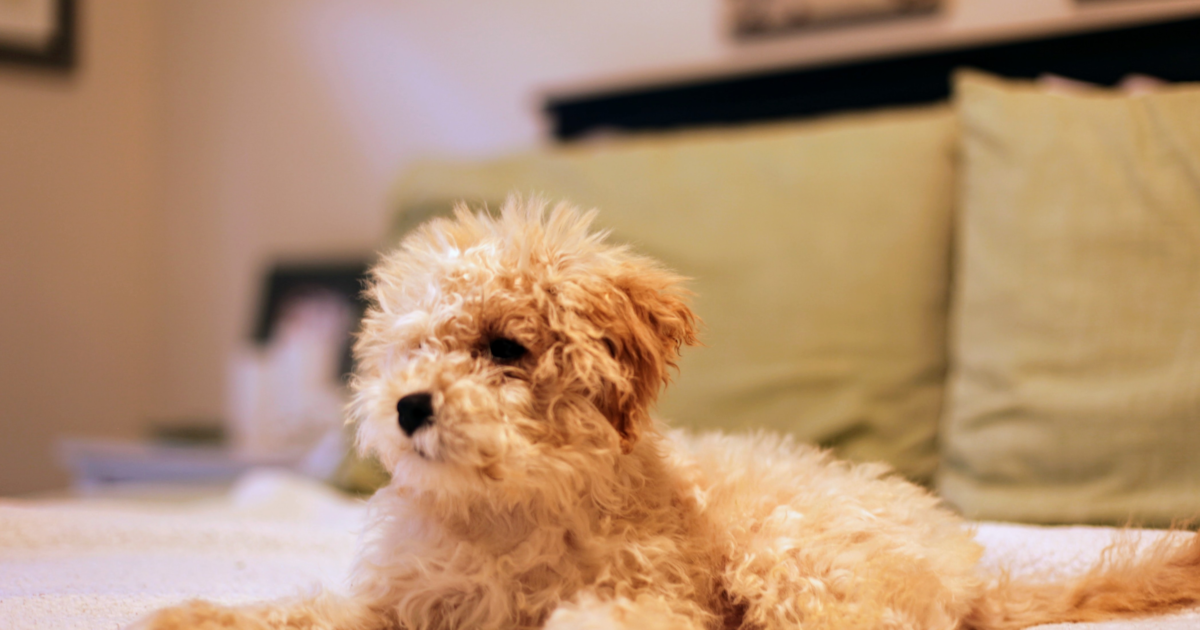 See Maltipoo Photos, Breed History & More Windy City Pups